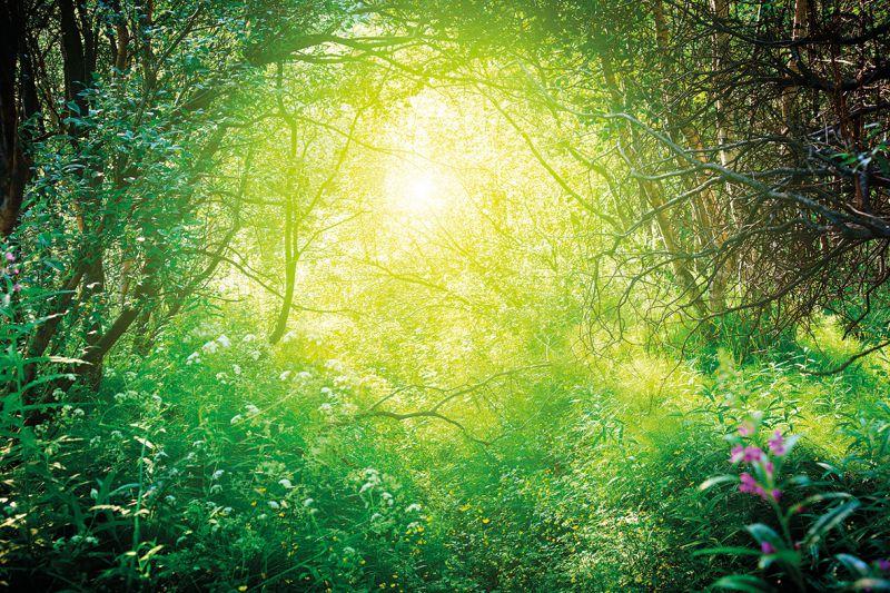 Carta da parati Foresta Interna