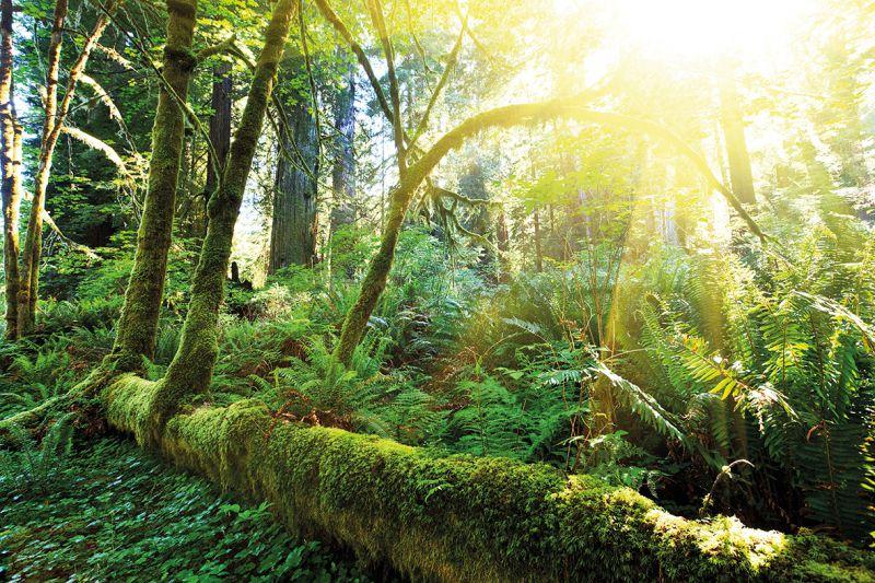 Carta da parati Foresta Pluviale