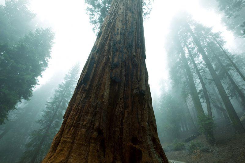 Carta da parati Sequoya