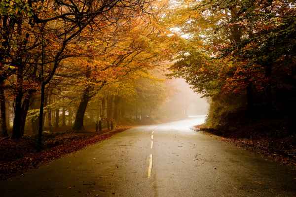 Carta da parati Strada nel bosco
