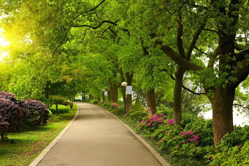 Carta da parati Viale nel parco