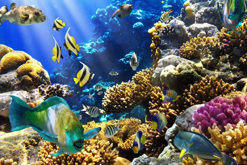 Carta da parati Fondo marino con sprazzi di luce