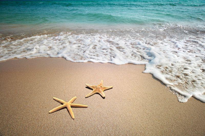 Carta da parati Stelle Marine