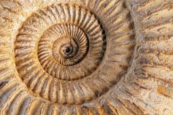 Carta da parati Ammonite fossile