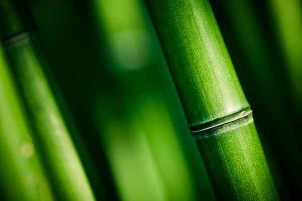 Carta da parati Bamboo