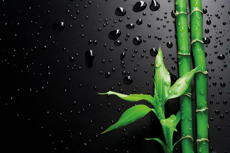 Carta da parati Bamboo su Nero