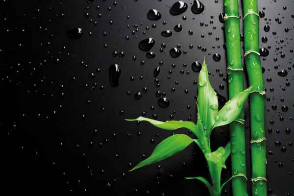 Carta da parati Bamboo su Nero