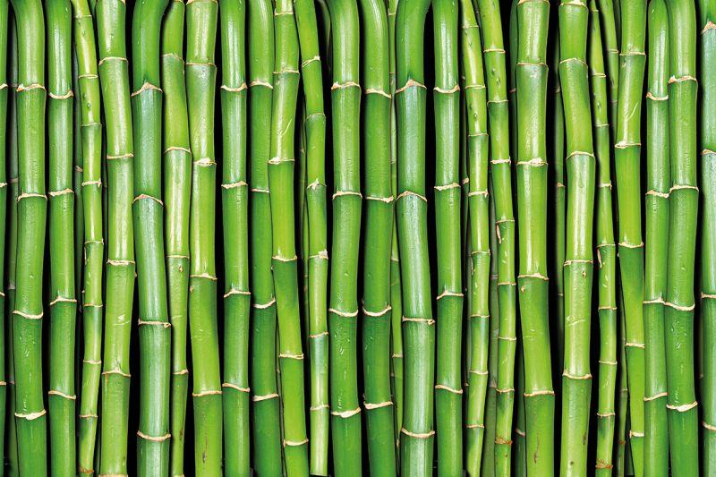 Carta da parati Bamboo Verde