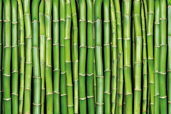 Carta da parati Bamboo Verde