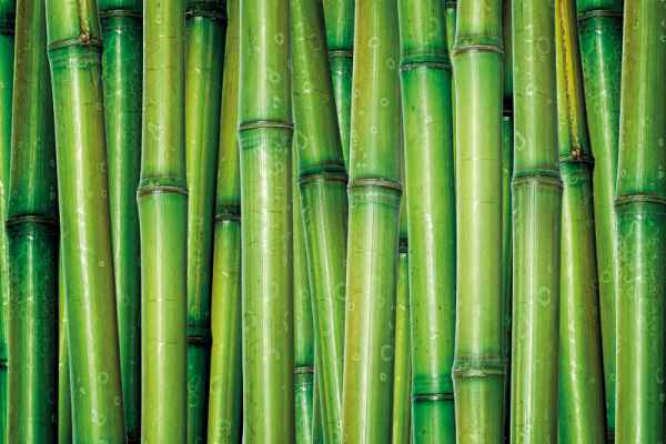 Carta da parati Canne Bamboo 2
