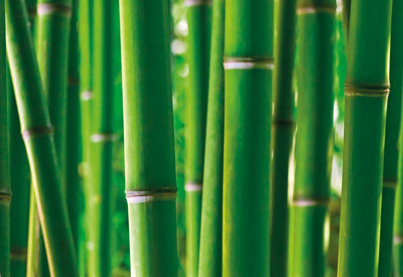 Carta da parati Canne Bamboo