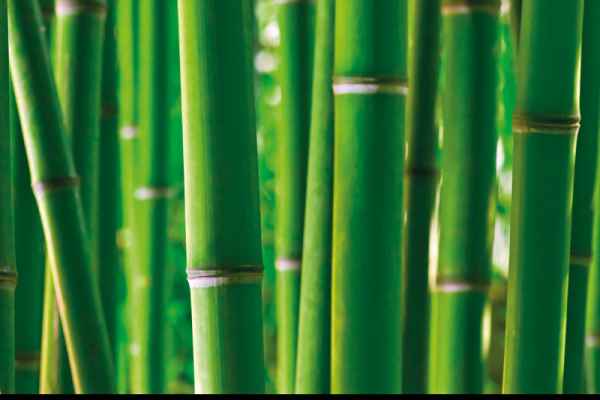 Carta da parati Canne Bamboo