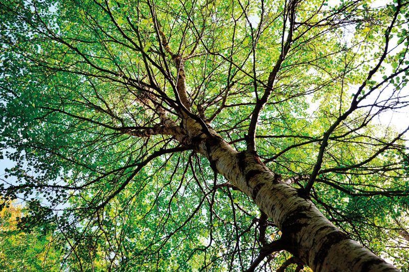 Carta da parati Chioma Albero