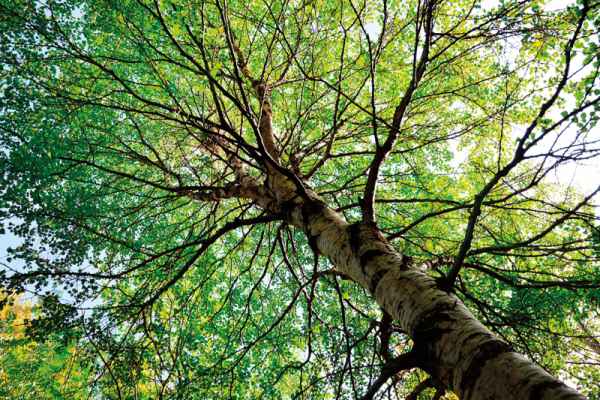 Carta da parati Chioma Albero