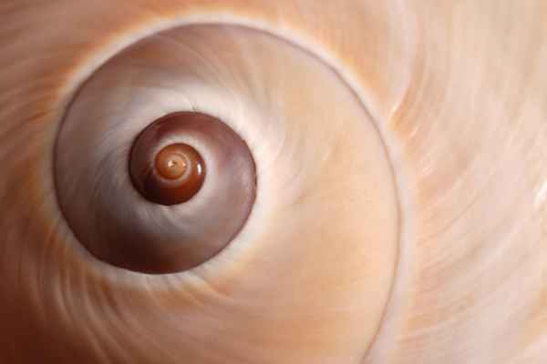 Carta da parati Conchiglia Spirale