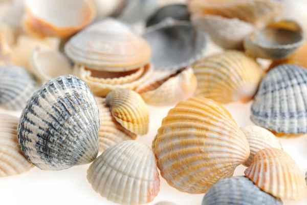 Carta da parati Insieme di conchiglie
