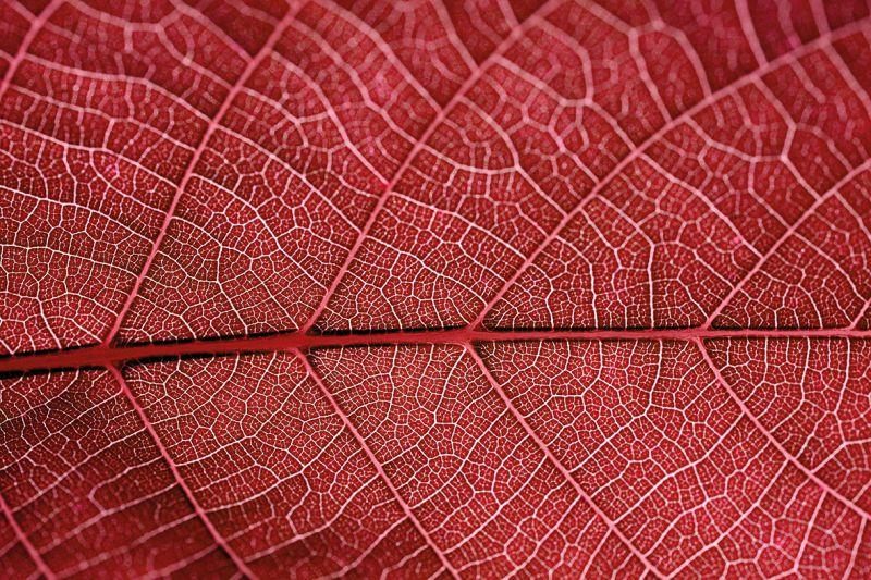 Carta da parati Foglia Macro