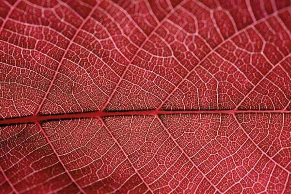 Carta da parati Foglia Macro