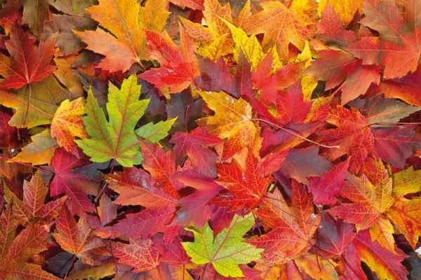 Carta da parati Foglie Autunno