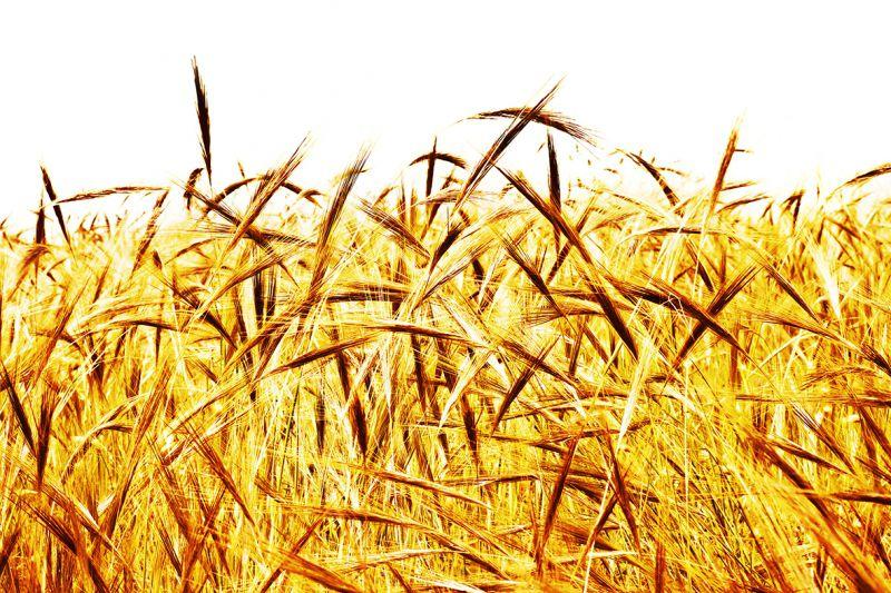 Carta da parati Grano