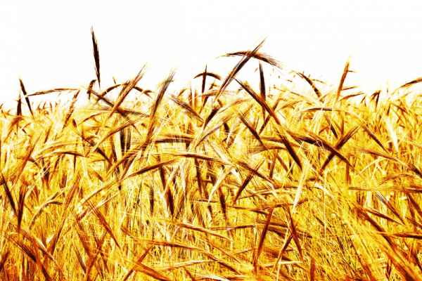 Carta da parati Grano