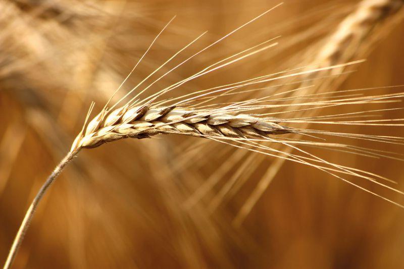 Carta da parati Macro Spiga