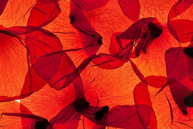 Carta da parati Petali di Papavero