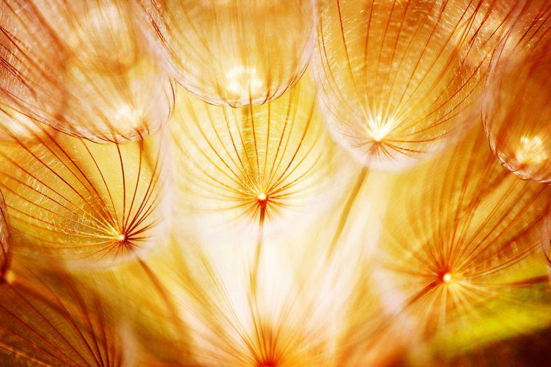 Carta da parati Soft flower
