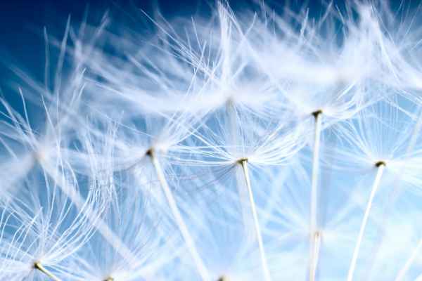 Carta da parati Steli bianchi
