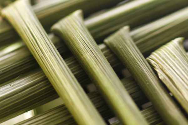 Carta da parati Stelo di grano