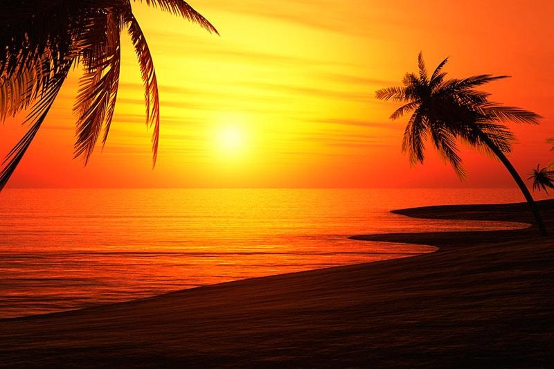 Carta da parati Tramonto spiaggia e palme