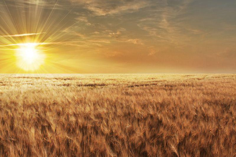 Carta da parati Tramonto sul grano