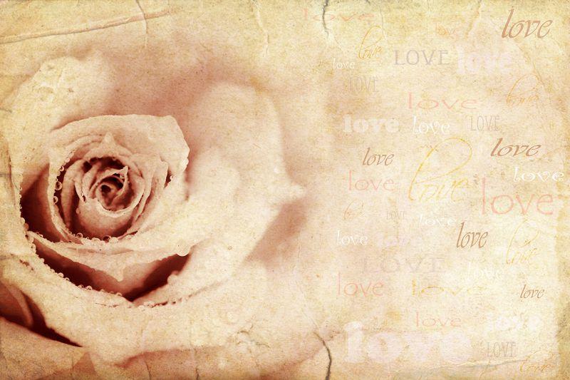 Carta da parati Rosa love