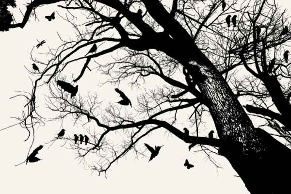 Carta da parati Albero e uccelli